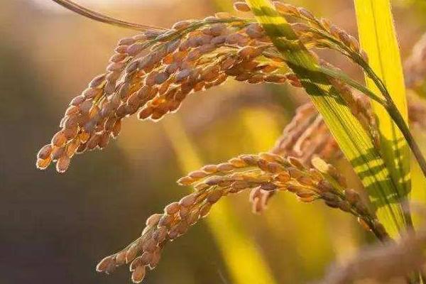 奥香优润香水稻种简介，感温籼型三系杂交水稻品种
