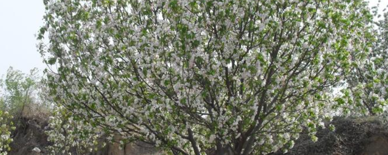 八棱海棠树结果需要几年，八棱海棠树有哪些生长习性