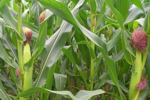 HX003玉米品种的特性，注意防治大斑病