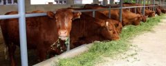 600斤的牛一天吃多少饲料