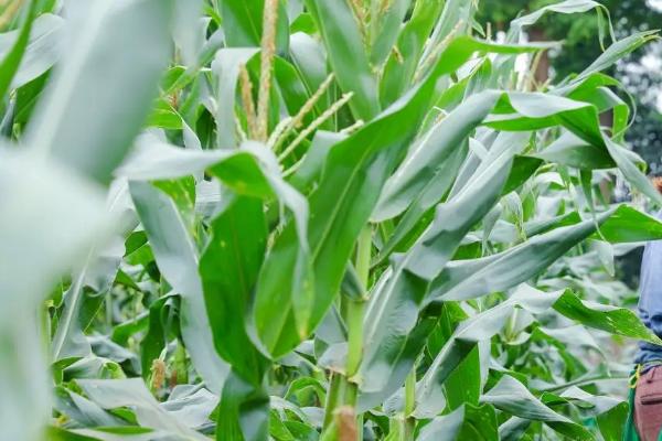 DK111玉米品种的特性，中等肥力以上地块栽培