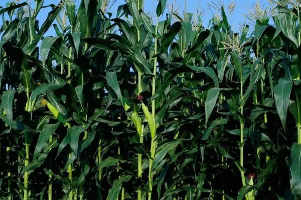 DK111玉米品种的特性，中等肥力以上地块栽培
