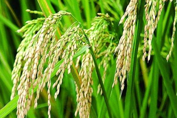 V两优720水稻品种的特性，着粒密度中等