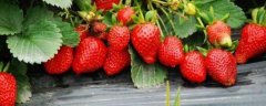 北方昌平草莓采摘季节是