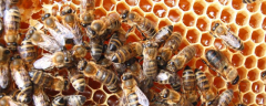 初次养蜜蜂时有哪些注意