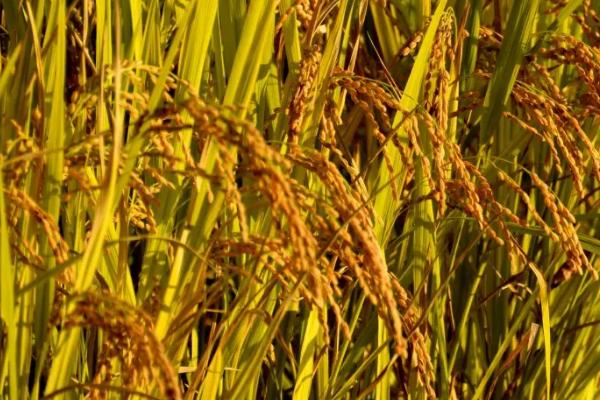 勃稻17水稻品种简介，该品种主茎11片叶