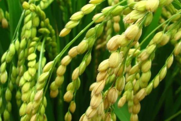 勃稻9号水稻品种的特性，普通粳稻品种