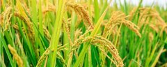 勃稻9号水稻品种的特性，