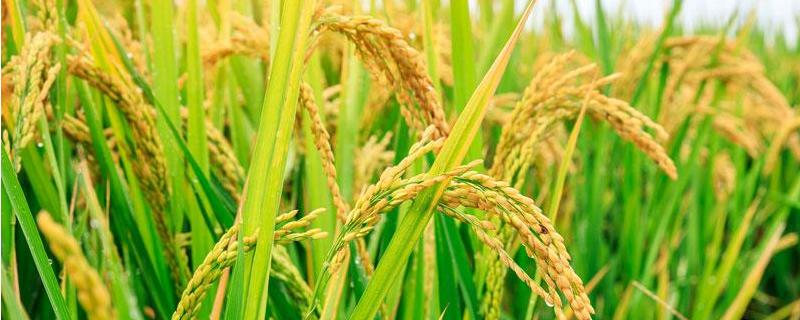 勃稻9号水稻品种的特性，普通粳稻品种