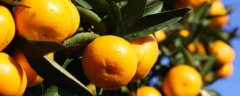 丑橘的上市季节，常在春