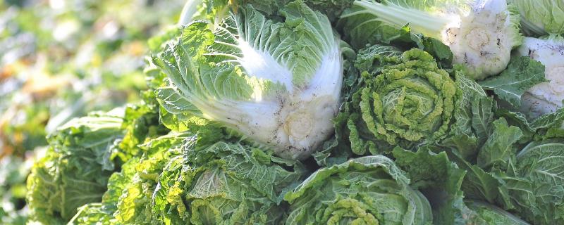 大白菜的主要病害怎么防治，关键是种植抗病品种