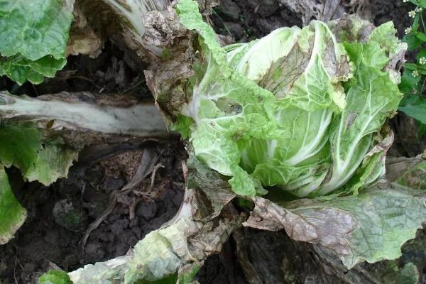 大白菜软腐病的发生原因，可能是种子带菌、重茬、大水漫灌等原因所导致