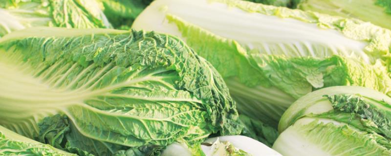 大白菜软腐病的发生原因，可能是种子带菌、重茬、大水漫灌等原因所导致