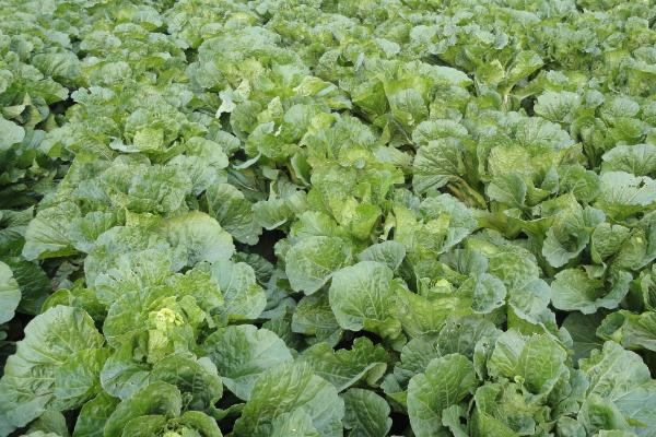大白菜施肥技术，化肥和农家肥可混合施用