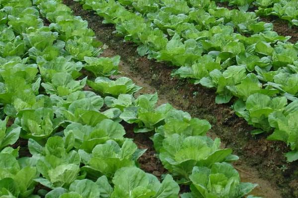 大白菜施肥技术，化肥和农家肥可混合施用