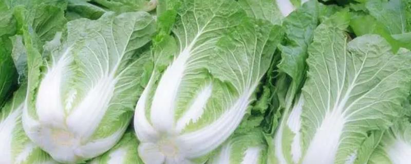 大白菜的品种，原始类型为散叶大白菜
