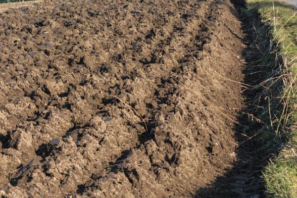 大黄各阶段施什么肥，主要施复合肥料以及无机肥料