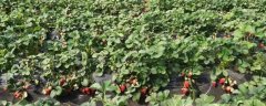 大棚草莓高产种植方法，