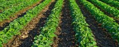 大豆氮肥的正确施用方法