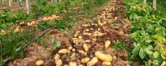 大棚土豆的亩产量，通常