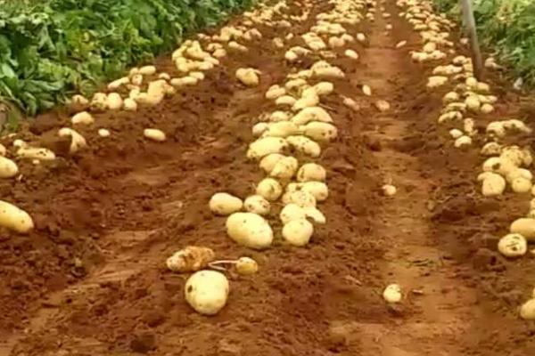 大棚土豆的亩产量，通常可达到2500-3000斤左右