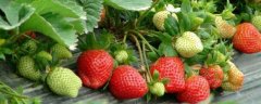 大棚草莓的种植技巧，草