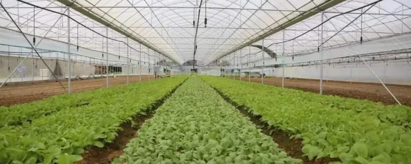 大棚蔬菜益种植管理新技术，可节省人力便于蔬菜管理
