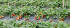 大棚草莓的种植时间，附