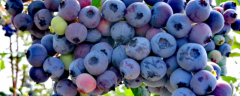 大棚蓝莓怎么种植，有哪