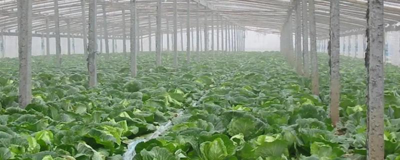大棚蔬菜遇雾害的防治对策，要适当增加覆盖物
