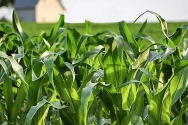 大好969玉米品种简介，一般适宜播期4月中上旬