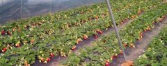 大棚草莓适宜施肥时间，