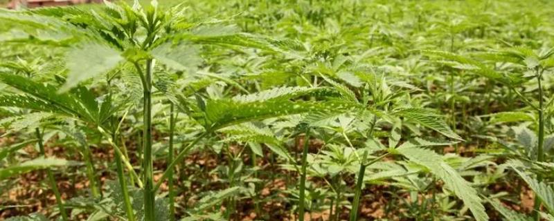 大麻的田间管理技术，间苗定苗是高产的关键