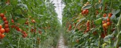 大棚西红柿高产种植方法
