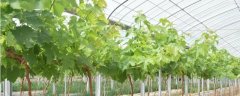 大棚温室葡萄的种植方法