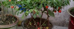 大樱桃籽种小盆栽的方法