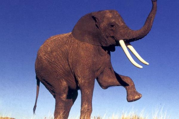 大象的特点和外形描述
