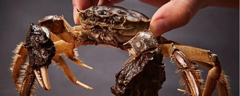 大闸蟹是如何繁殖的，大闸蟹哪些部位不能吃