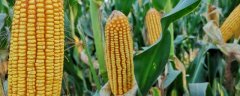 单季玉米亩产吨粮种植要