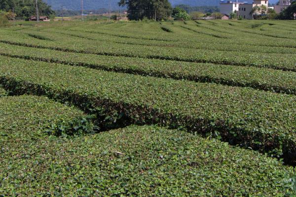 低产茶园怎么改造才能提高效益，可采取深翻土壤、多施有机肥等措施