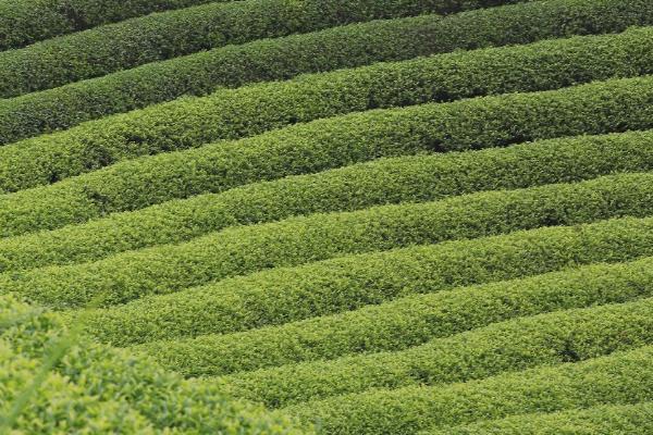 低产茶园怎么改造才能提高效益，可采取深翻土壤、多施有机肥等措施