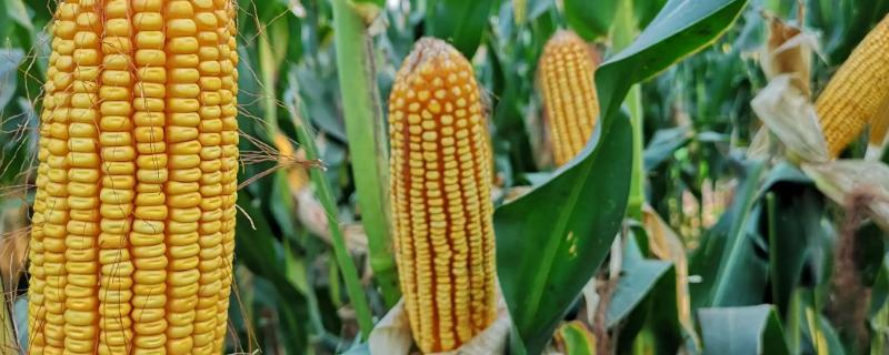 单季玉米亩产吨粮种植要点，犁地前要注意施足基肥