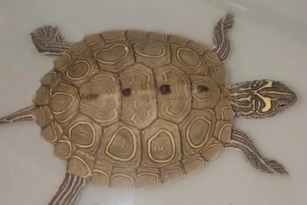 地图龟是不是深水龟，属于深水龟但不能一直待在水中