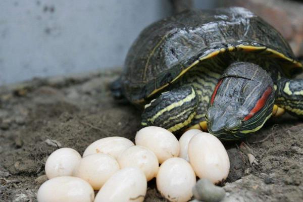 地图龟的寿命，环境污染会导致寿命降低