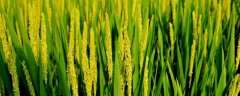 东富144水稻种子特点，普