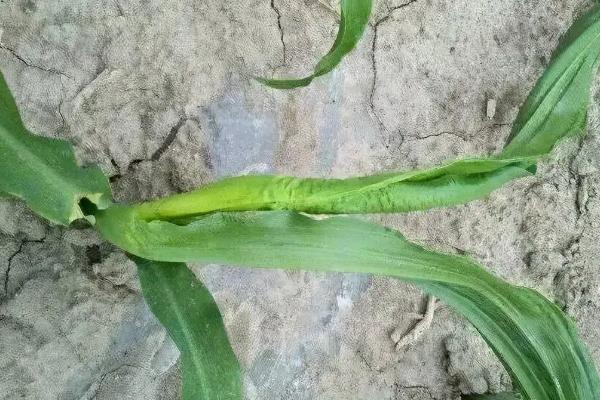 东丰8号玉米品种的特性，在适应区5月5日左右播种
