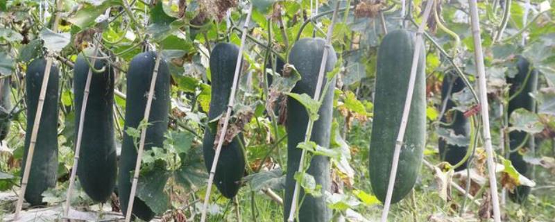 冬瓜的种植方法，一般要进行育苗栽培