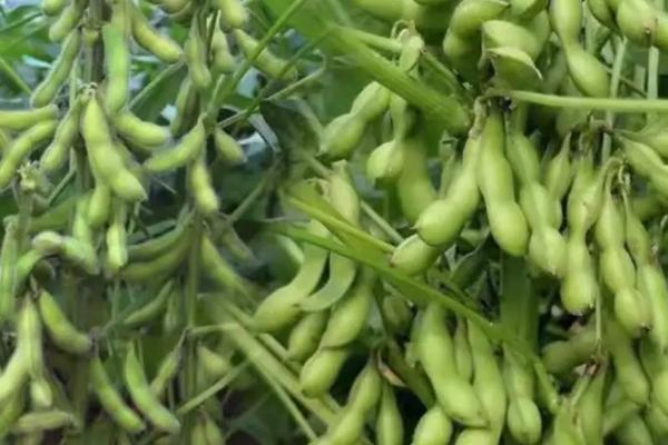 东农豆128大豆种简介，在适应区5月上旬播种
