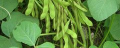 东庆28大豆种子简介，在适