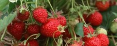 <strong>冬季草莓的种植技术，有</strong>